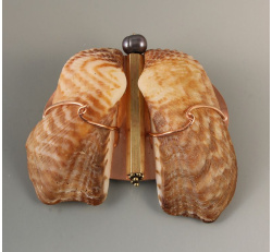 shellbutterflypin
