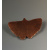 ginkgopin